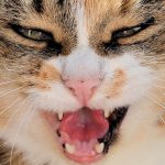 10 cosas que odian los gatos