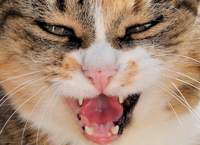 10 cosas que odian los gatos