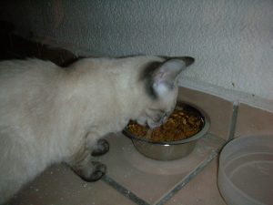 La alimentación de los gatos 2