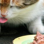 Comida húmeda para gatos