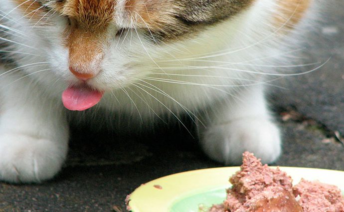 Comida húmeda para gatos