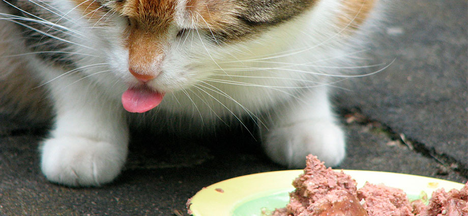 Comida húmeda para gatos