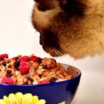 Comida para gatos
