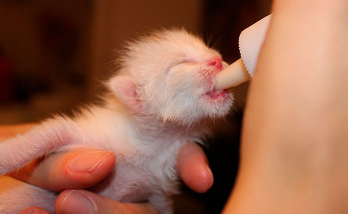 Cómo alimentar a un gato bebé