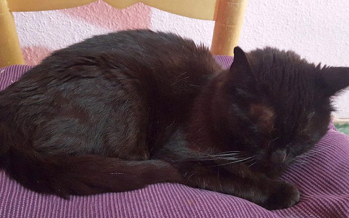 Cómo sobrellevar la muerte de tu gato