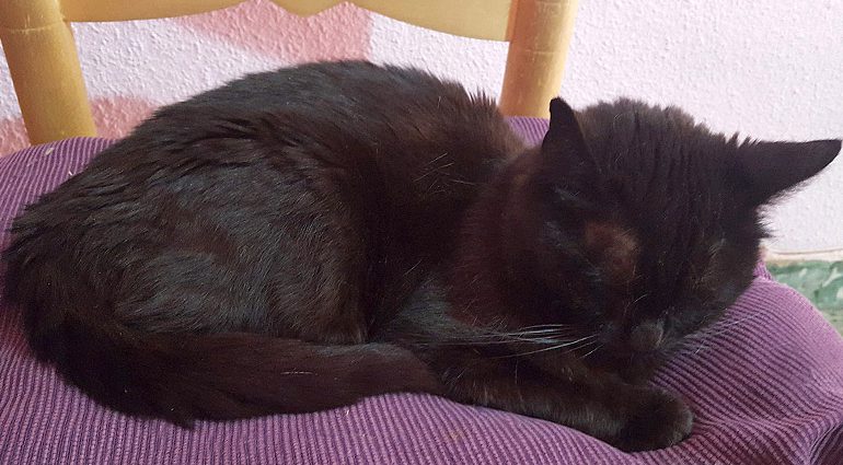 Cómo sobrellevar la muerte de tu gato