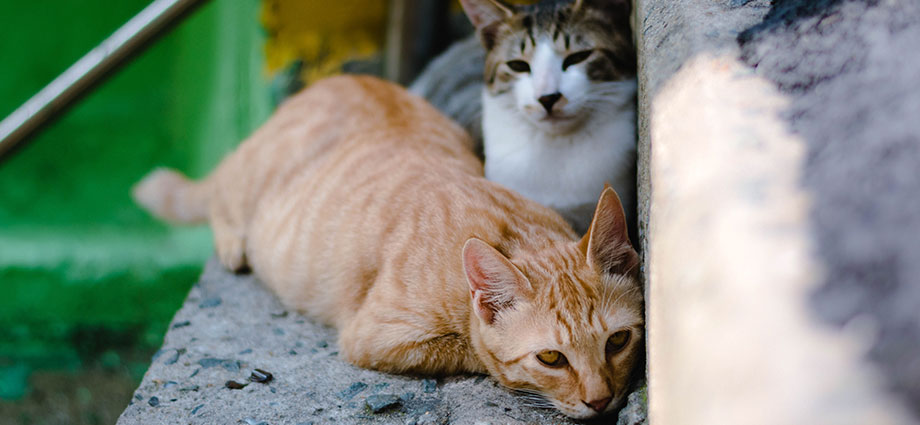 El celo en los gatos