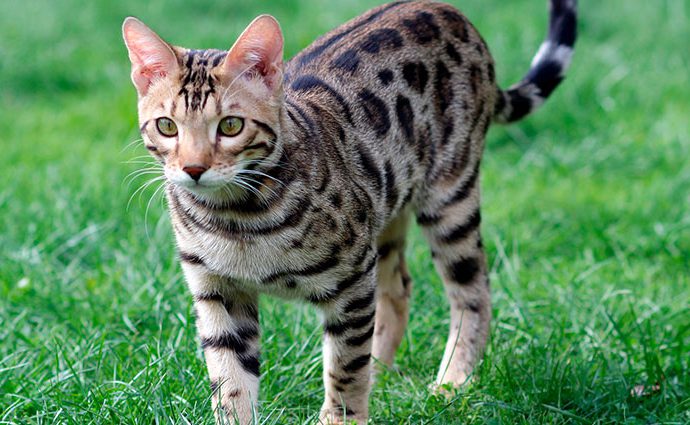 El gato Bengalí