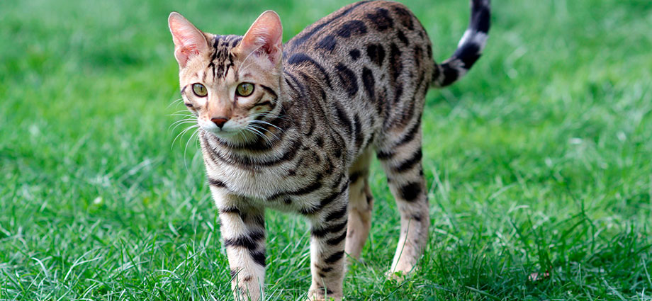 El gato Bengalí