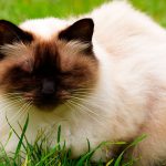 El gato Himalayo