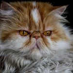 El gato Persa