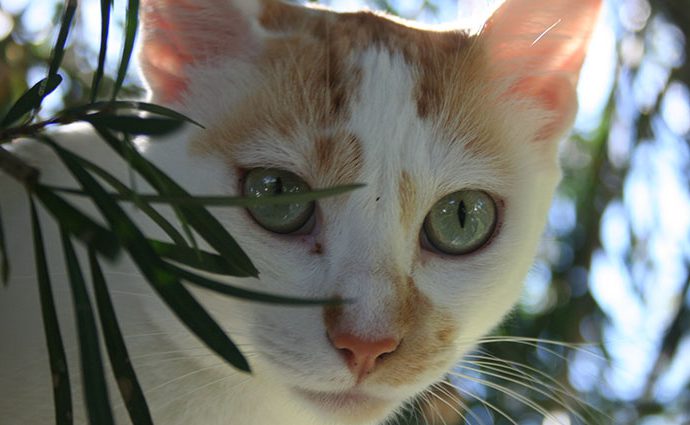 Gatos positivos