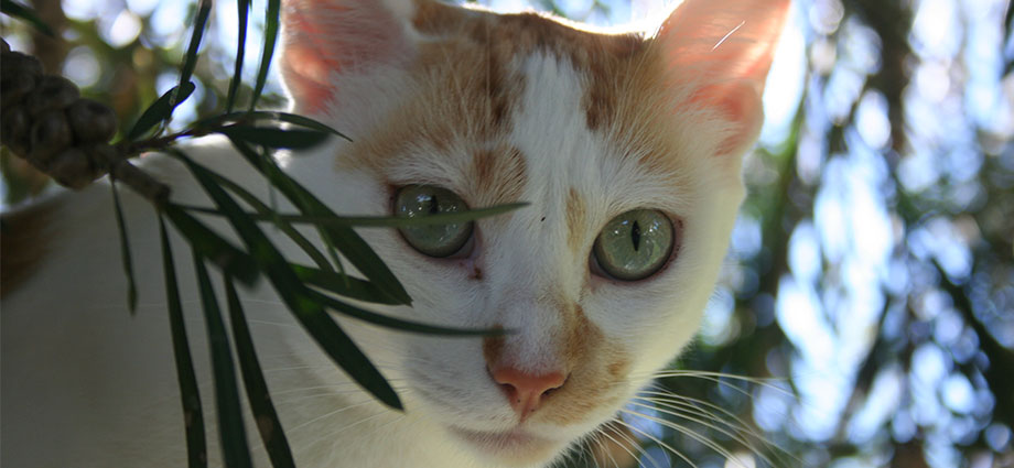 Gatos positivos