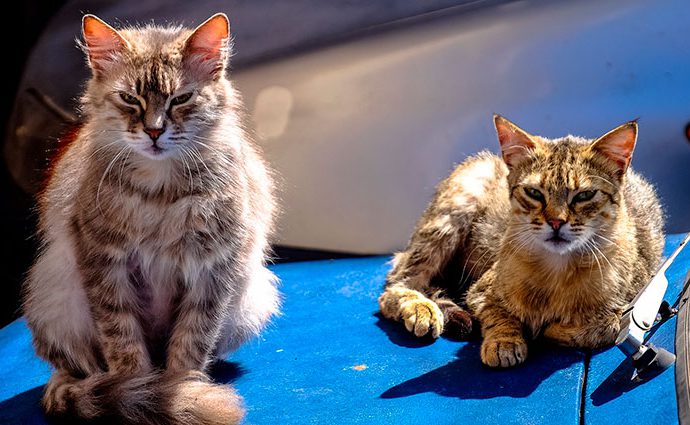 Golpes de calor en los gatos