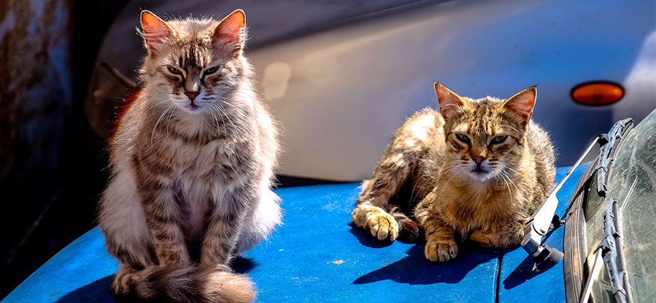 Golpes de calor en los gatos