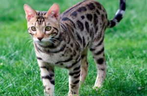 Gato Bengalí