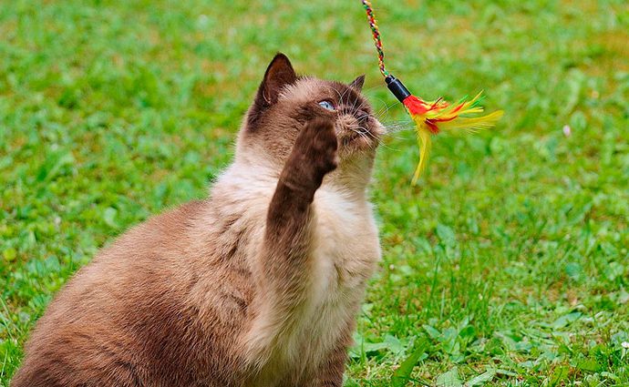 Juguetes para gatos