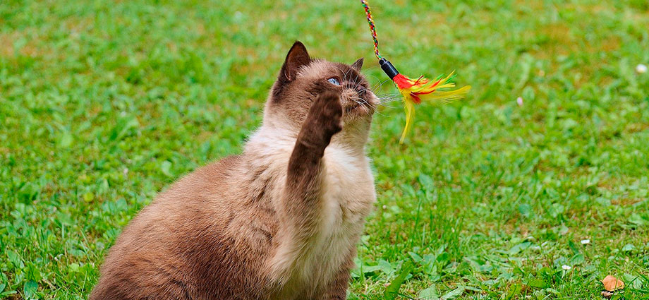 Juguetes para gatos