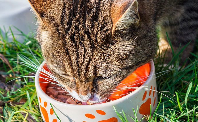 La alimentación del gato