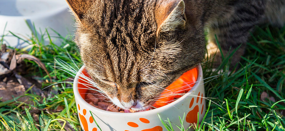 La alimentación del gato