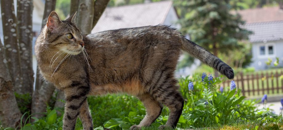 La bolsa primordial en el gato