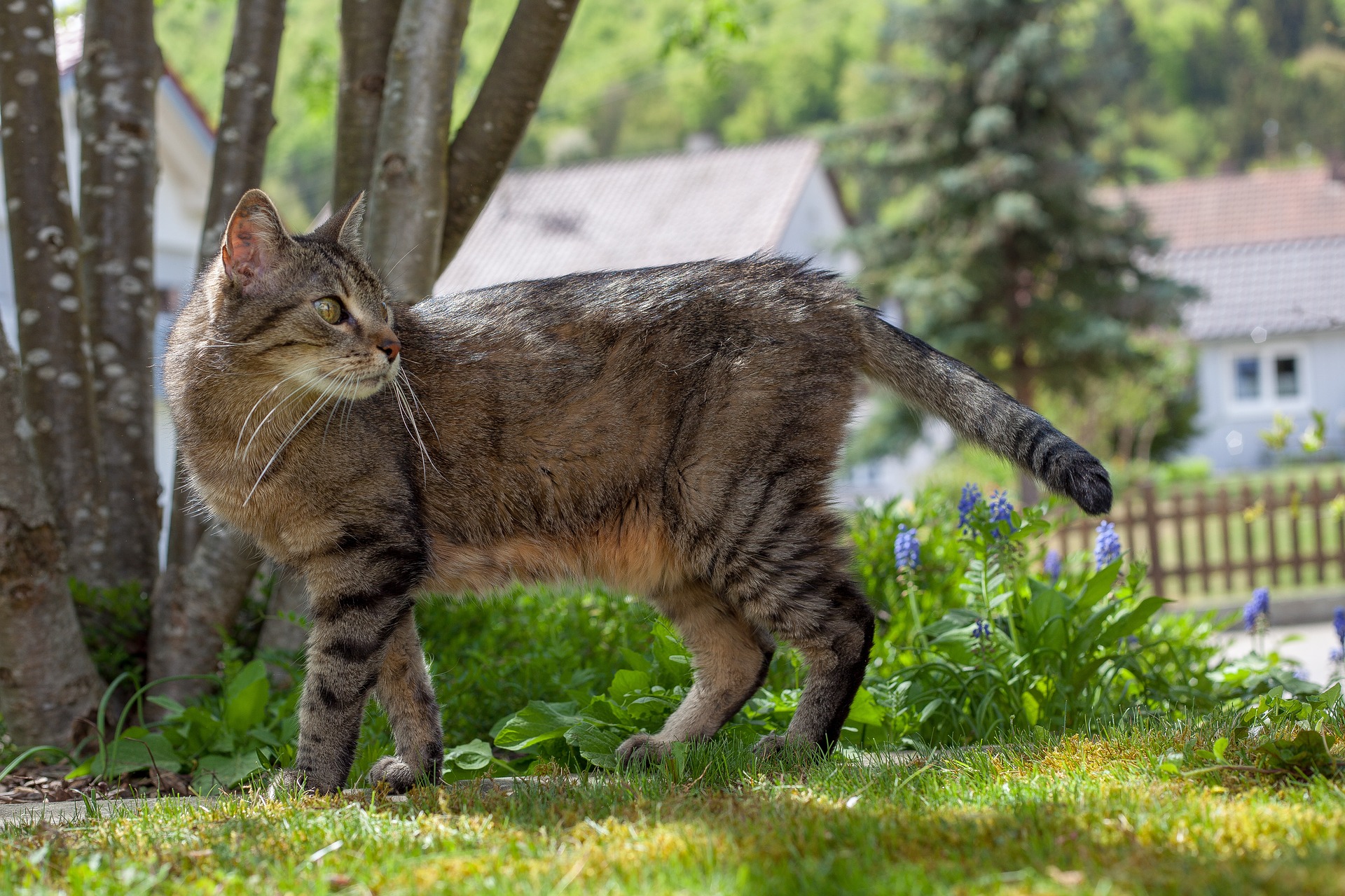 Chat Rume