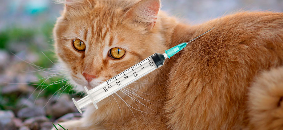 Las vacunas de los gatos