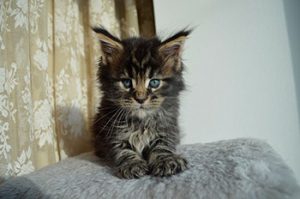 Gatito raza Maine Coon