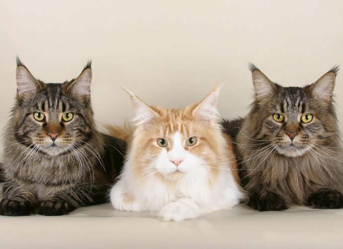 Maine Coon