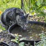 Mi gato bebe mucha agua y no come