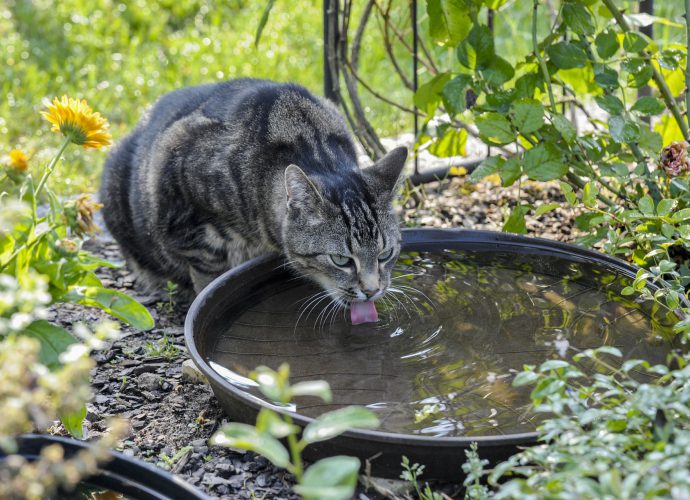 Mi gato bebe mucha agua y no come