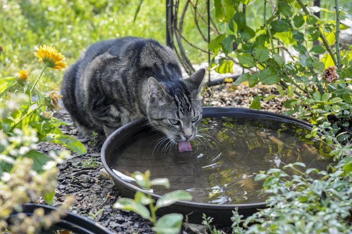 Mi gato bebe mucha agua y no come