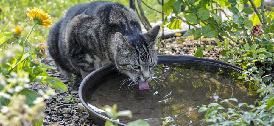 Mi gato bebe mucha agua y no come