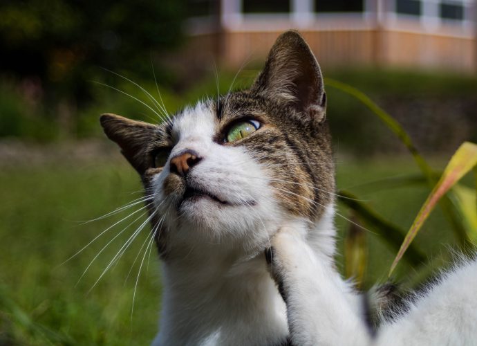 Parásitos en los gatos