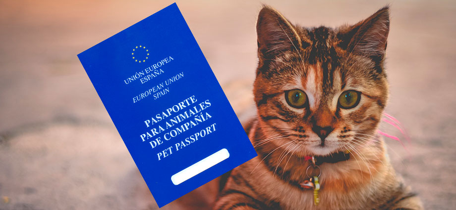 Pasaporte para gatos