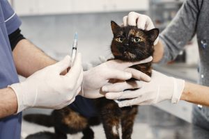 Gato en veterinario