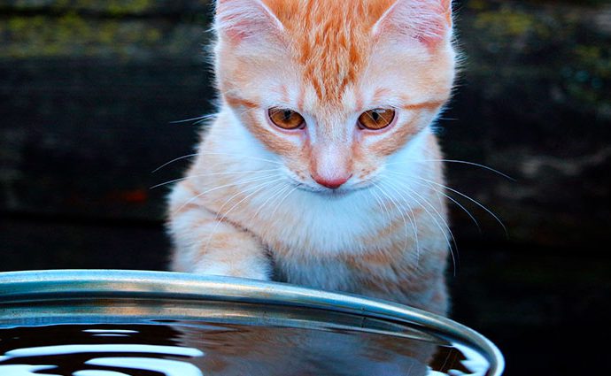 ¿Por qué a los gatos no les gusta el agua?