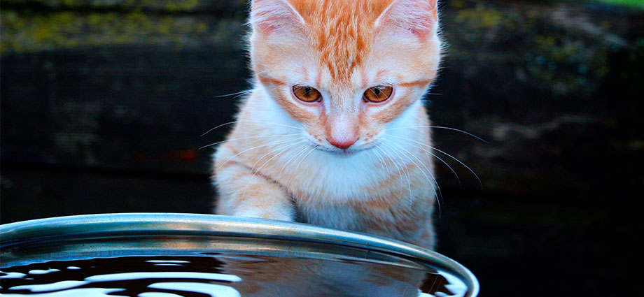 ¿Por qué a los gatos no les gusta el agua?
