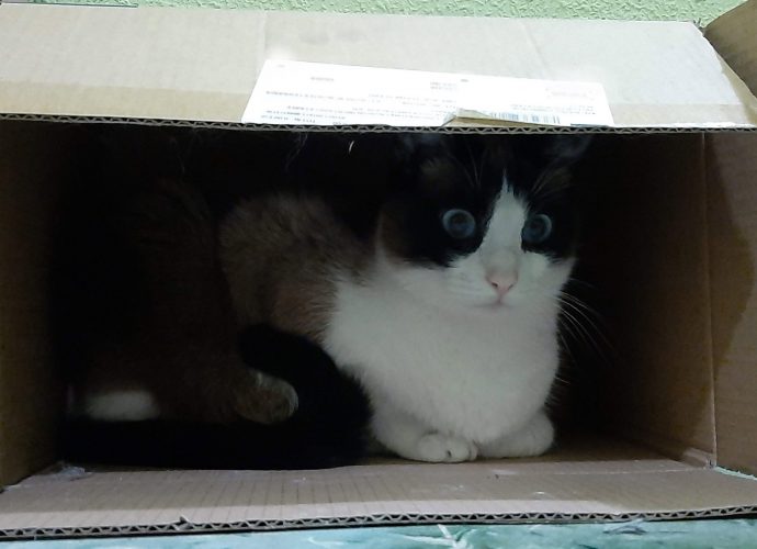 ¿Por qué los gatos aman las cajas de cartón?