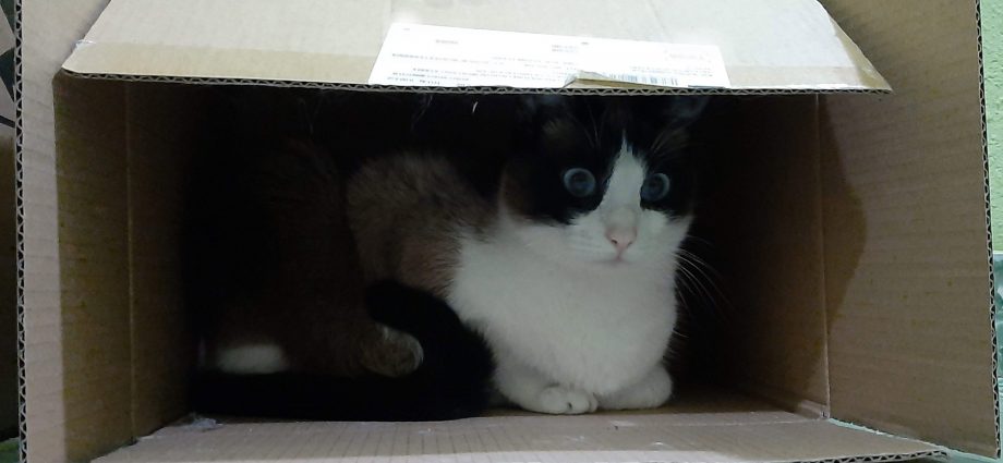 ¿Por qué los gatos aman las cajas de cartón?