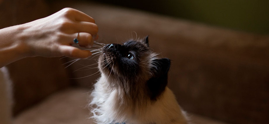 Por qué mi gato me muerde las manos?