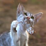 ¿Por qué mi gato trae animales muertos?