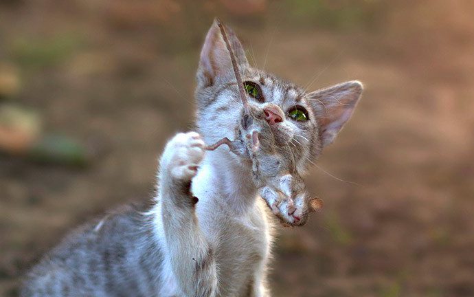 ¿Por qué mi gato trae animales muertos?