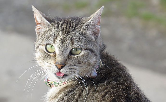 Tipos de maullidos de los gatos