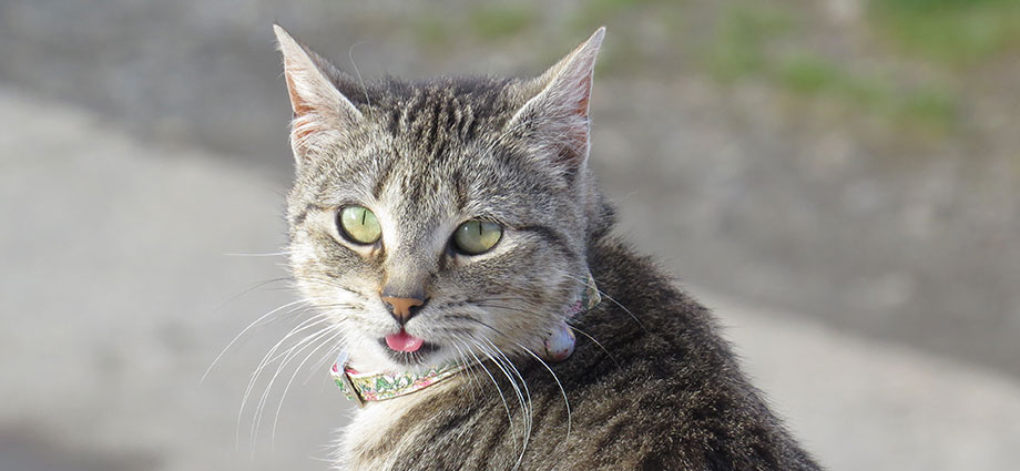 Tipos de maullidos de los gatos