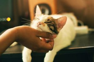 Gatoterapia o la terapia con gatos