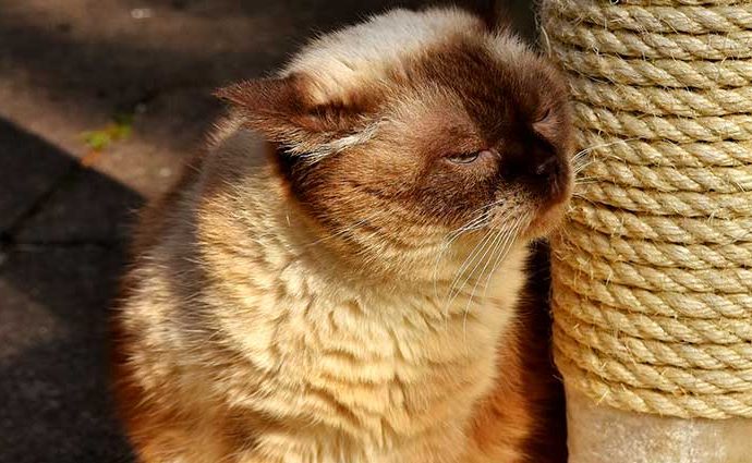 Cómo hacer rascadores para gatos