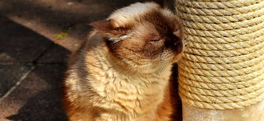 C mo hacer rascadores para gatos Todo para tu gato