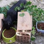 Alimentadores voluntarios de gatos