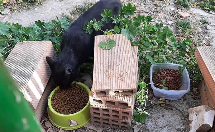 Alimentadores voluntarios de gatos